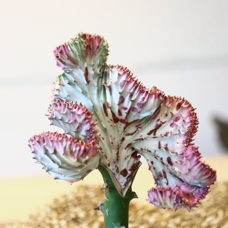 ユーフォルビア ラクテア綴化 / Euphorbia lactea  no.43011
