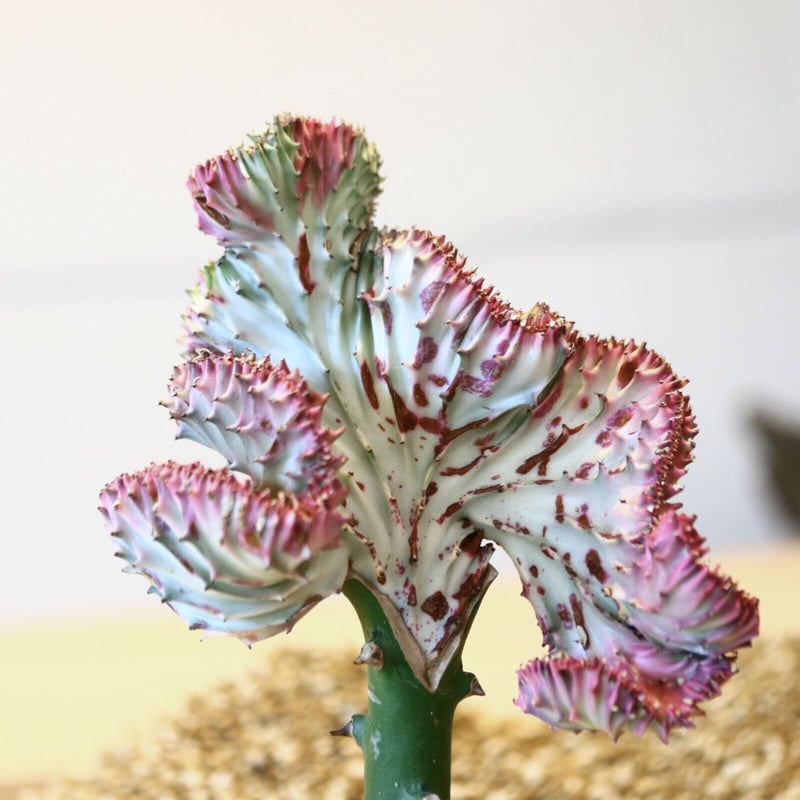 特大　Euphorbia lactea 綴化　斑入り　鉢のまま発送　コーデックス 特大 Euphorbia lactea 綴化 斑入り 鉢のまま発送 コーデックス