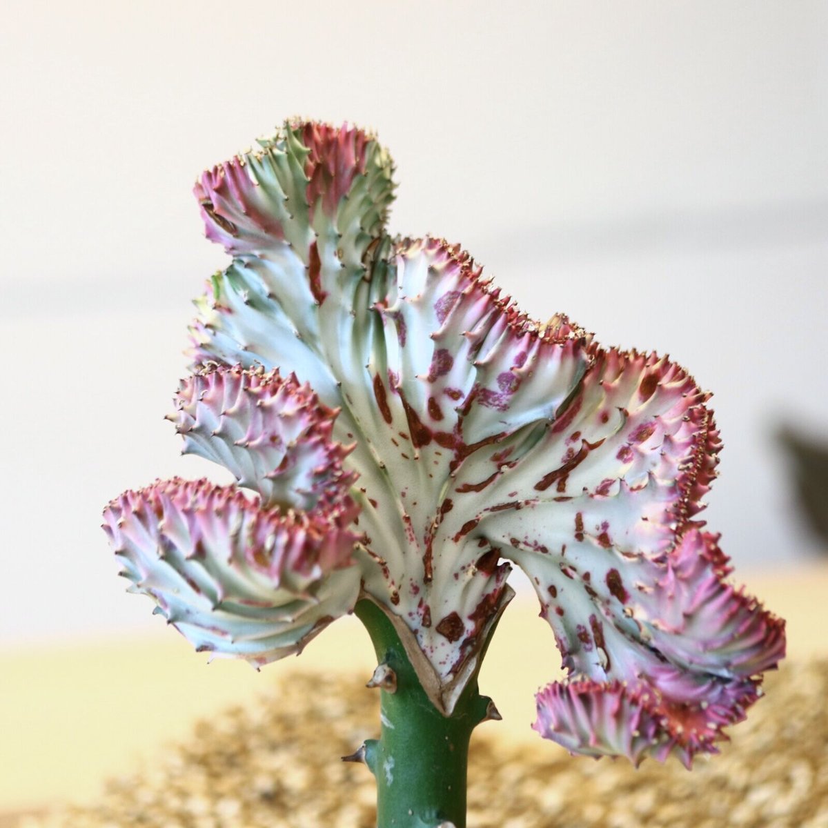 ユーフォルビア ラクテア綴化 / Euphorbia lactea no.43011 | 芽の巣山