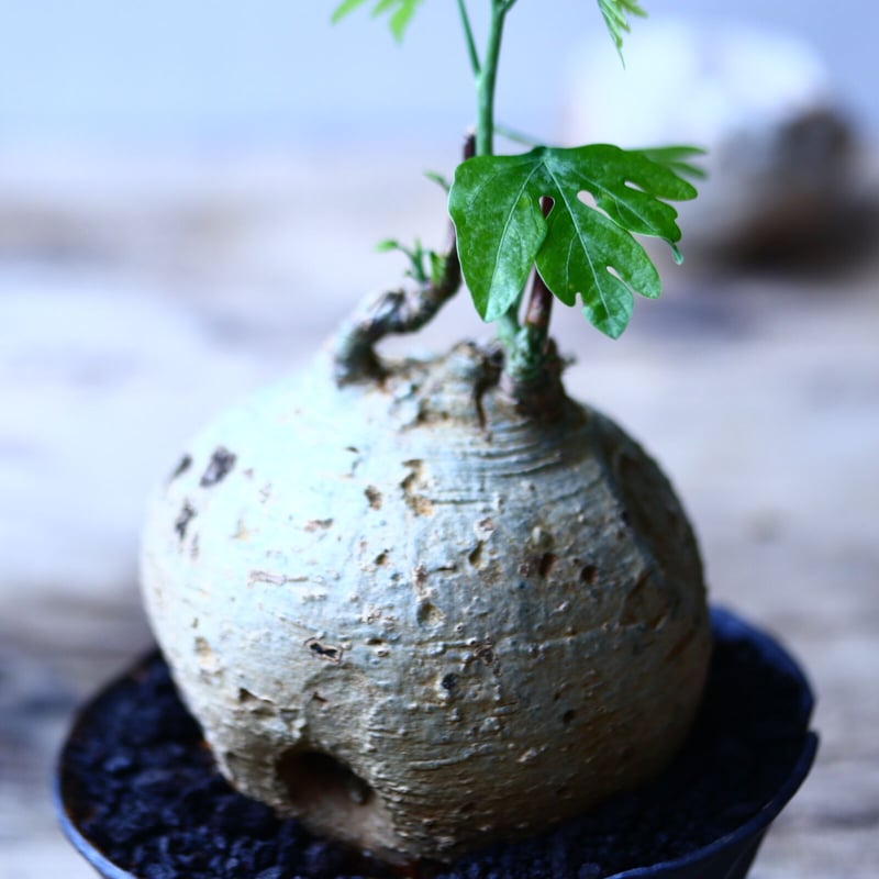 アデニア メタモルファ Adenia metamorpha no.90637 | 芽の巣山