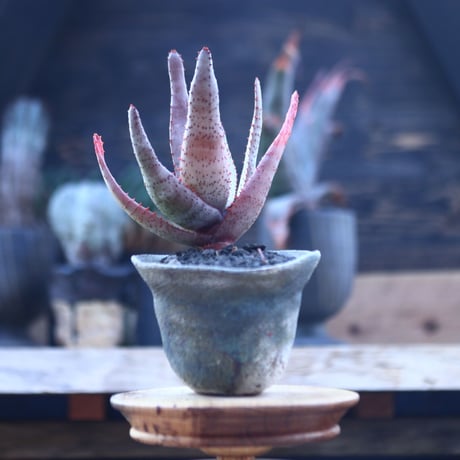 アロエ コニフェラ    Aloe conifera     no.21411