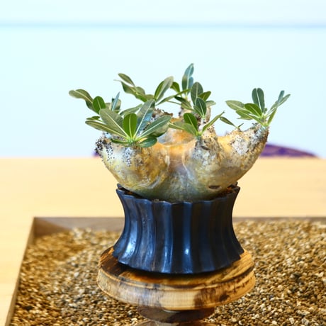 Pachypodium densiforum × soso    no.100840