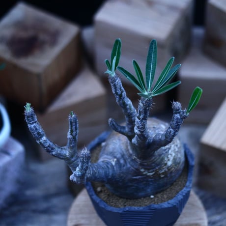 パキポディウム  グラキリス ／Pachypodium  gracilius     no.103148