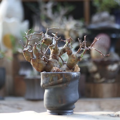 クリズミフォリウム | STORES