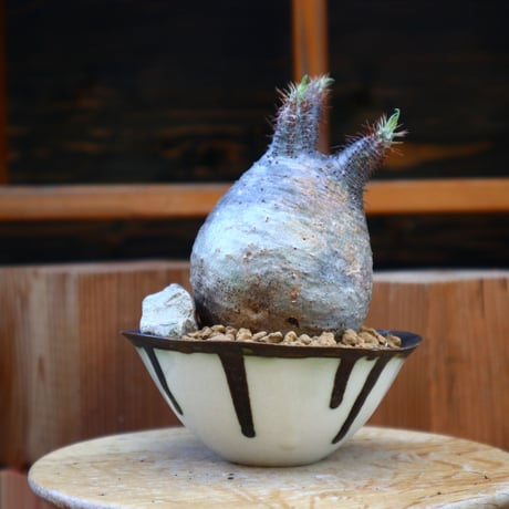 パキポディウム  グラキリス／Pachypodium  gracilius       no.605107