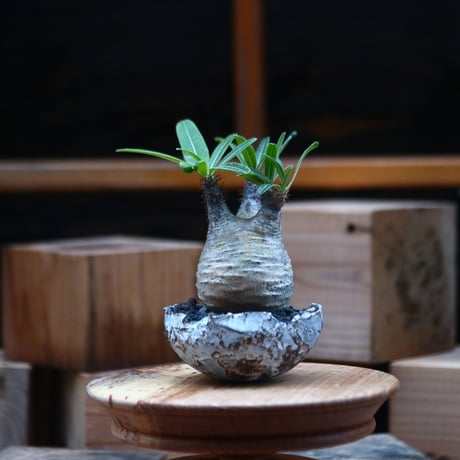 パキポディウム  グラキリス ／Pachypodium  gracilius     no.102461