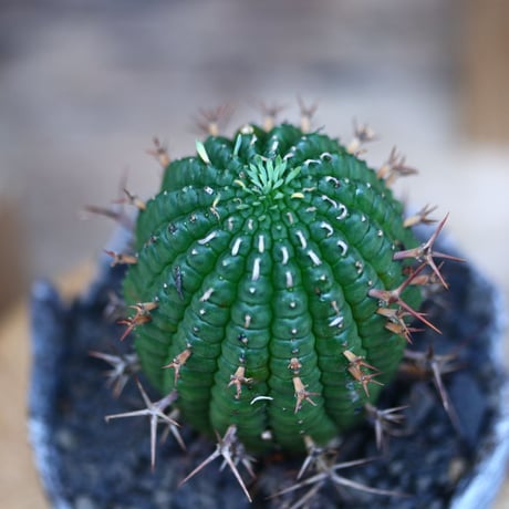 ユーフォルビア  群星冠／Euphorbia stellispina  no.103140