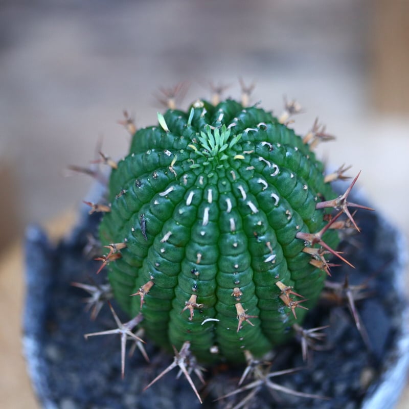 ユーフォルビア 群星冠／Euphorbia stellispina no.103140 |