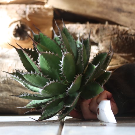 U.S. horrida (Agave horrida) / Style of Chika　no.1203-8