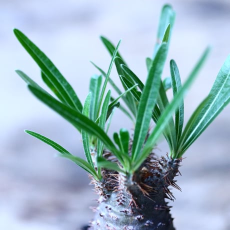 パキポディウム グラキリス   Pachypodium rosulatum var. gracilius no.101816-3