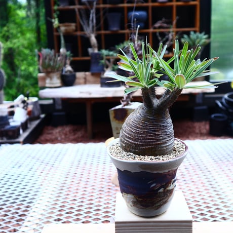 パキポディウム  グラキリス ／Pachypodium  gracilius       no.50218