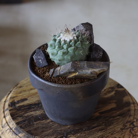 ストロンボカクタス 菊水 × YAMABACHI var.takero pot  no.1020-15