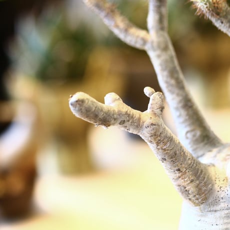 パキポディウム  グラキリス / Pachypodium  gracilius   no.52107