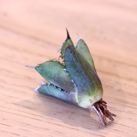'ハルコイ´セット (N/OH × Agave titanota "FO-076)  no.30371