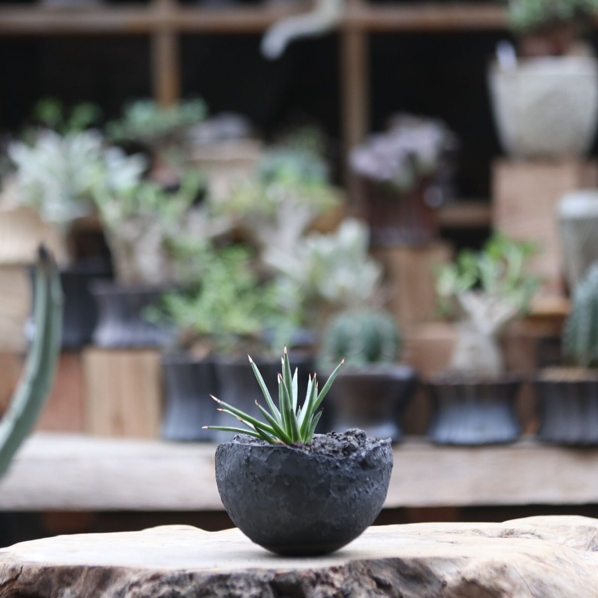 アガベ アルボピロサ／Agave Albopilosa no.111335 | 芽の巣山