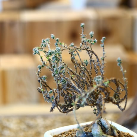 Trichodiadema bulbosum × Saho Yoshimoto    no.22521