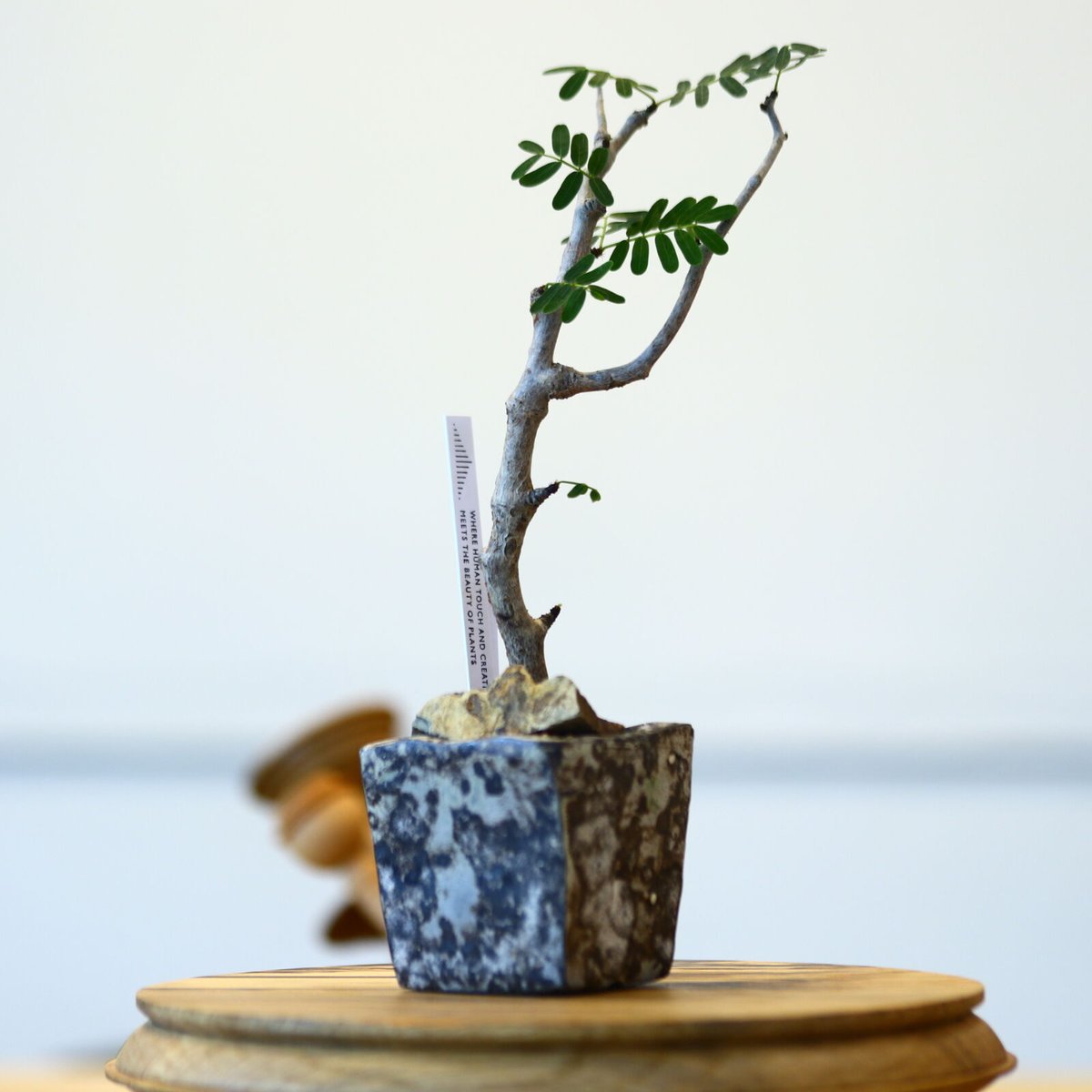 たけろうポット × センナ メリディオナリス 挿し木 no.72337 | 芽の巣山