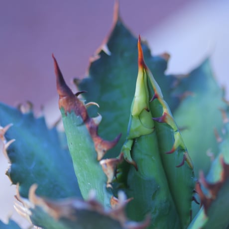 アガベ  レッドキャットウィールズ  Agave titanota"Red Catweezle”    no.20743-2