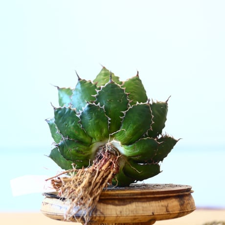 Agave horrida / Style of Chika   no.1015/71