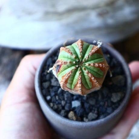 ユーフォルビア  バリダ  hyb   Euphorbia valida  hyb   no.60204