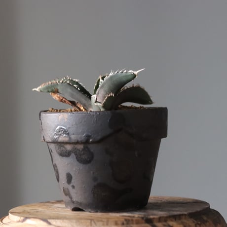 Agave titanota 狼人 × YAMABACHI var. takero pot  no.914-21