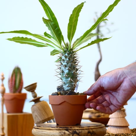YAMABACHI × Pachypodium lamerei var.ramosum   no.91041