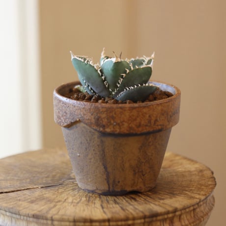 Agave titanota South African Diamond "SAD" × YAMABACHI var. Masato Akutsu  no.112-10