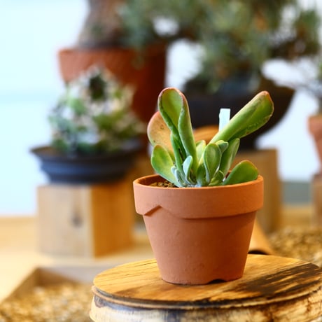 Kalanchoe luciae monstrosa × YAMABACHI   no.123133