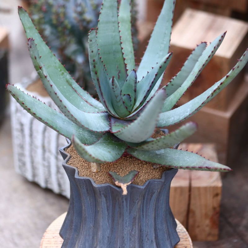 アロエ コニフェラ / Aloe conifera no.31953 | 芽の巣山