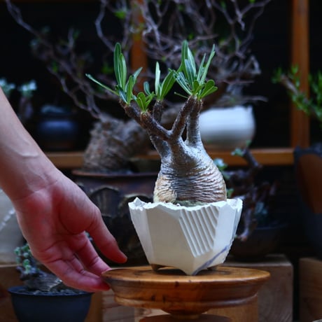 パキポディウム  グラキリス／Pachypodium  gracilius       no.92634