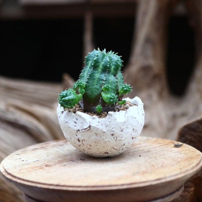 3号WB》ユーフォルビア オールド オベサ 雌株 ユーフォルビア：オベサ