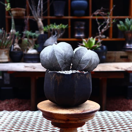 アストロフィツム  恩塚ランポー玉 ／Astrophytum myriostigma cv.　no.50220