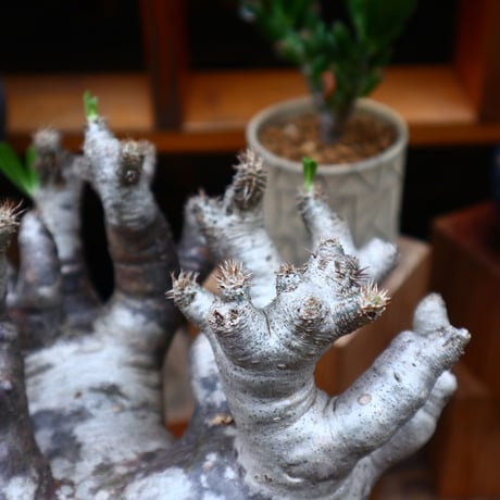 パキポディウム ブレビカリックス／Pachypodium densiflorum var. brevicalyx    no.61902