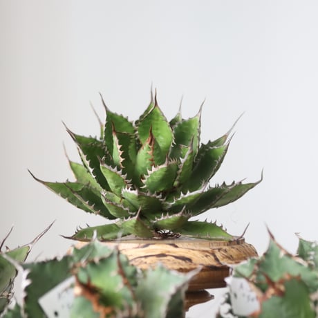 Agave horrida / Style of Chika　no.42199
