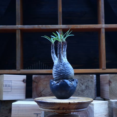 パキポディウム  グラキリス／Pachypodium  gracilius       no.62049