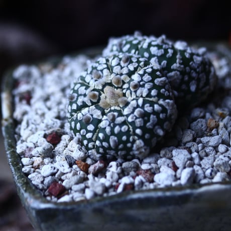 アストロフィツム   スーパー兜　Astrophytum asterias 'Super Kabuto'   no.42685