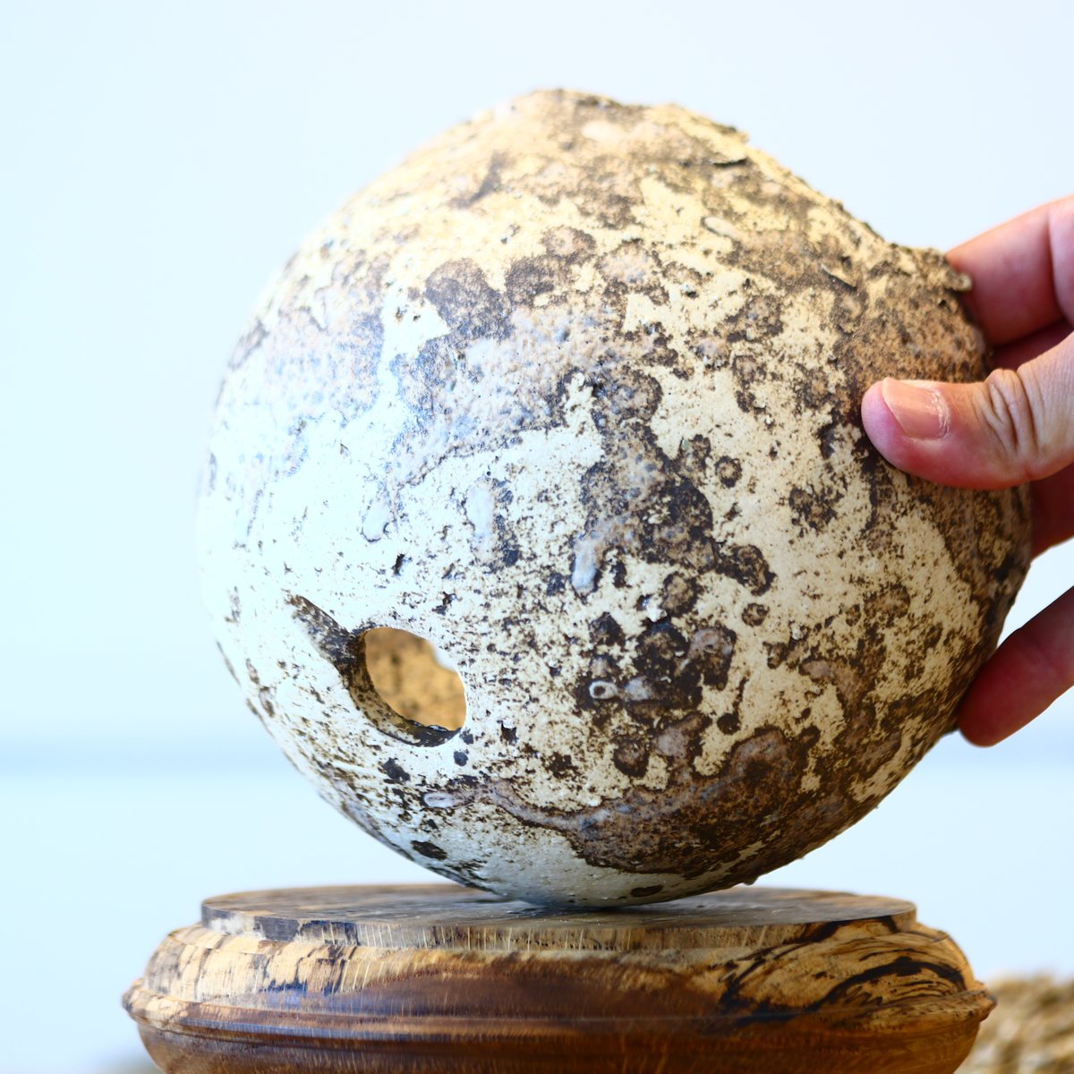 たけろうポット/ チギリ / シロサビ / LL no.414-27 | 芽の巣山