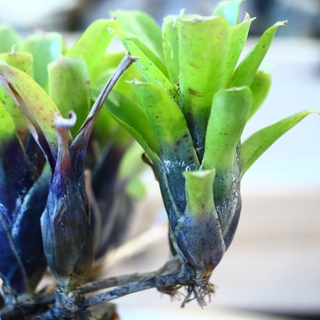 Neoregelia 'Narciss' × N/OH     no.10797