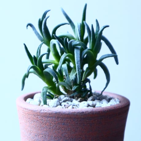 フィロボルス プラシヌス　  Phyllobolus prasinus    no.21645