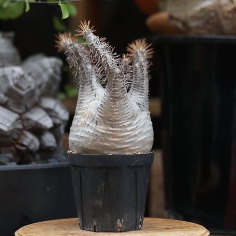 パキポディウム  グラキリス／Pachypodium  gracilius  no.11505