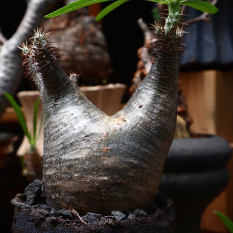 パキポディウム  グラキリス／Pachypodium  gracilius    no.71020