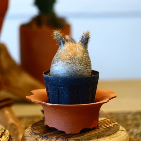 'ハルコイ´セット (N/OH × Pachypodium gracilius)  no.30303