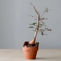 アズテキウム　リッテリ　花籠　カキコ　自根 アズテキウム リッテリ 花籠 カキコ 自根 サボテン 花籠