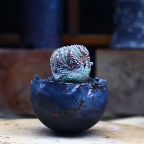 ユーフォルビア  オベサ ／Euphorbia obesa      no.62006