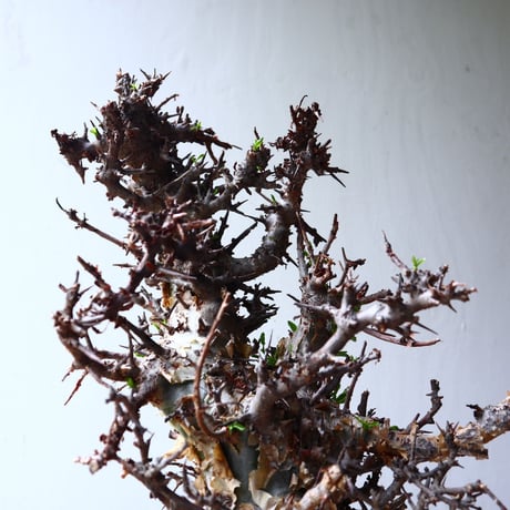 コミフォラ　エミニー　 Commiphora eminii    no.72126