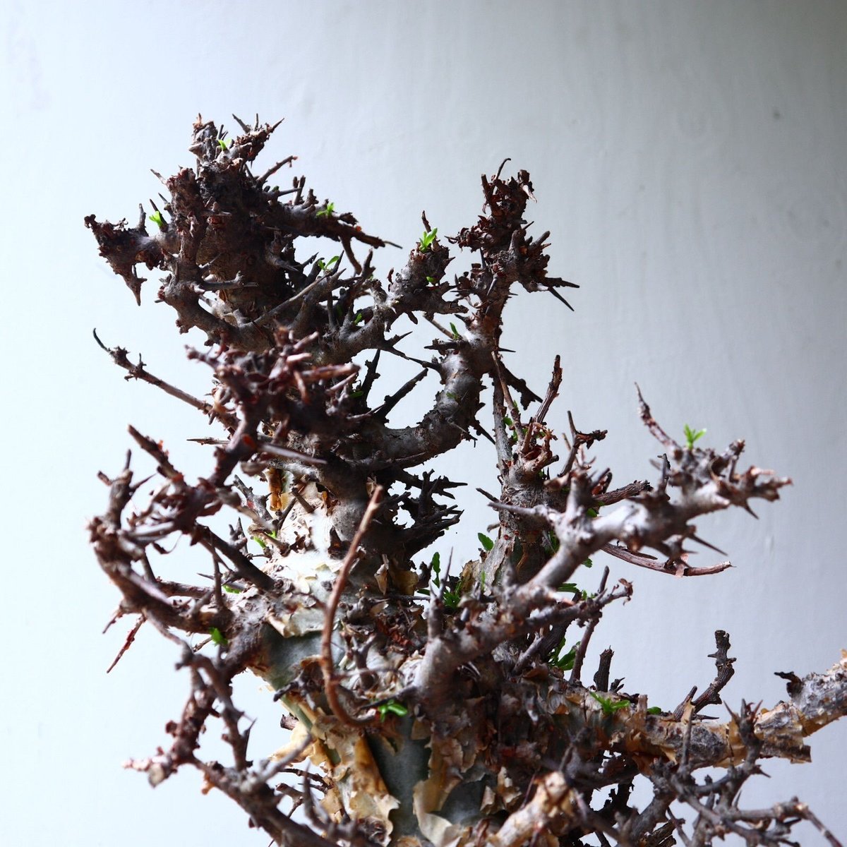 コミフォラ エミニー Commiphora eminii no.72126 | 芽の巣山