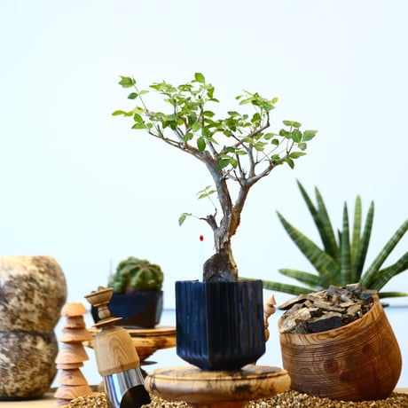 Bursera fagaroides × soso  no.91743