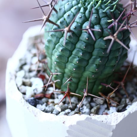 群星冠 Euphorbia stellispina  no.022