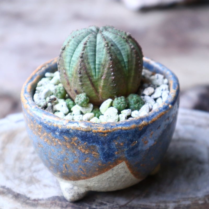 ユーフォルビア・オベサ 陶器鉢付き No.3 鉢ごと発送 ユーフォルビア