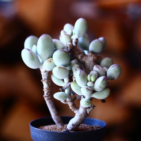 コチレドン   福ダルマ     Cotyledon orbiculata 'Fukkura'.   no.111539